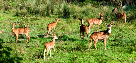 Wildlife Sanctuary Kerala with rich plant diversity